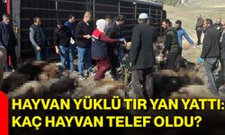 Hayvan yüklü tır yan yattı: Kaç hayvan telef oldu?