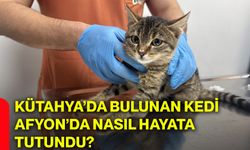 Kütahya’da bulunan kedi Afyonkarahisar’da nasıl hayata tutundu?