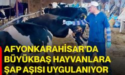 Afyonkarahisar’da büyükbaş hayvanlara şap aşısı uygulanıyor