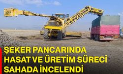 Şeker pancarında hasat ve üretim süreci sahada incelendi