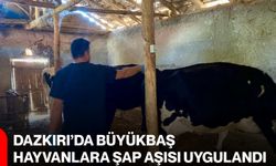 Dazkırı’da büyükbaş hayvanlara şap aşısı uygulandı