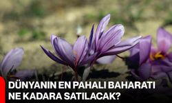 Dünyanın en pahalı baharatı ne kadara satılacak?