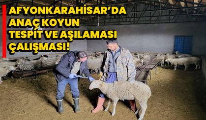 Afyonkarahisar’da anaç koyun tespit ve aşılaması çalışması!  