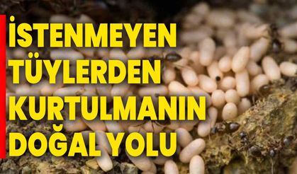 İstenmeyen Tüylerden Kurtulmanın Doğal Yolu: Karınca Yumurtası Yağı