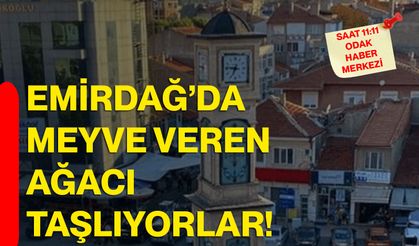 Emirdağ’da meyve veren ağacı taşlıyorlar!