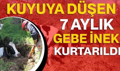 Kuyuya düşen 7 aylık gebe inek kurtarıldı