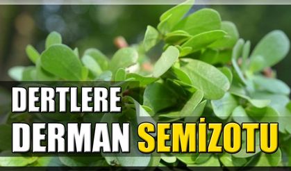 Dertlere derman semizotu