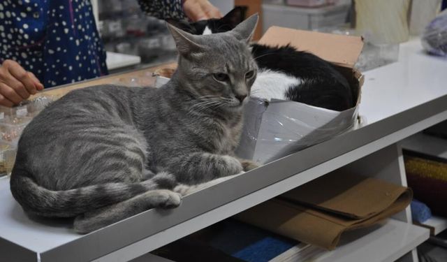 Dükkanda beslenen kedilerin zehirlenerek öldürüldüğü iddia edildi!