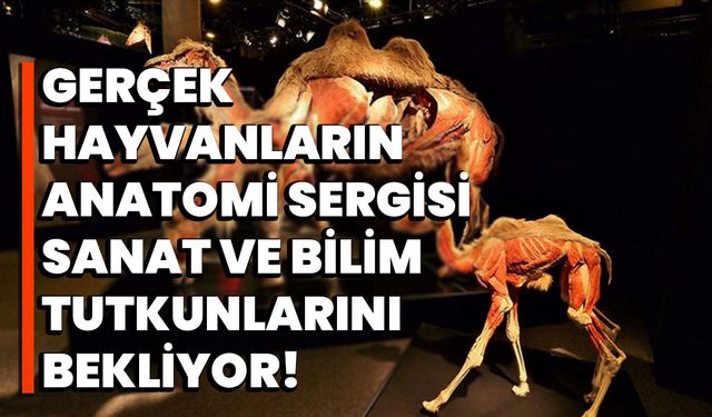 Gerçek Hayvanların Anatomi Sergisi: Sanat ve Bilim Tutkunlarını Bekliyor!