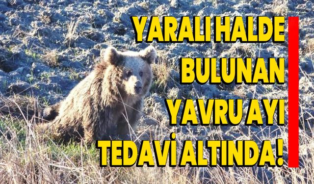 Yaralı halde bulunan yavru ayı tedavi altında!