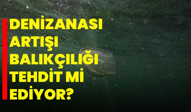 Marmara Denizi'nde denizanası artışı balıkçılığı tehdit mi ediyor?
