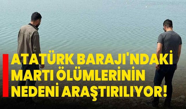 Atatürk Barajı'ndaki martı ölümlerinin nedeni araştırılıyor