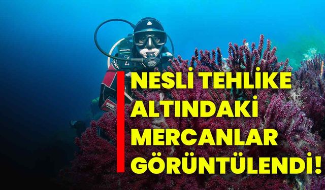 Nesli tehlike altındaki mercanlar görüntülendi!