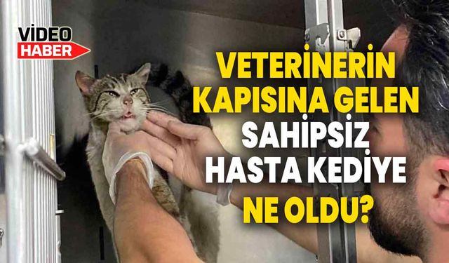 Veterinerin kapısına gelen sahipsiz hasta kediye ne oldu?