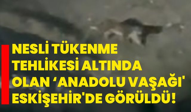 Nesli tükenme tehlikesi altında olan ‘Anadolu Vaşağı' Eskişehir'de görüldü!