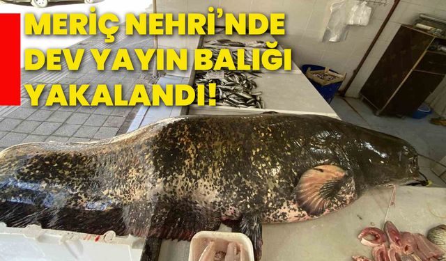 Meriç Nehri’nde dev yayın balığı yakalandı!