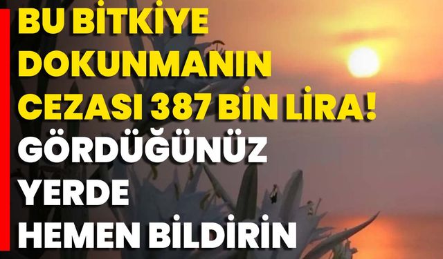 Bu Bitkiye Dokunmanın Cezası 387 Bin Lira! Gördüğünüz Yerde Hemen Bildirin