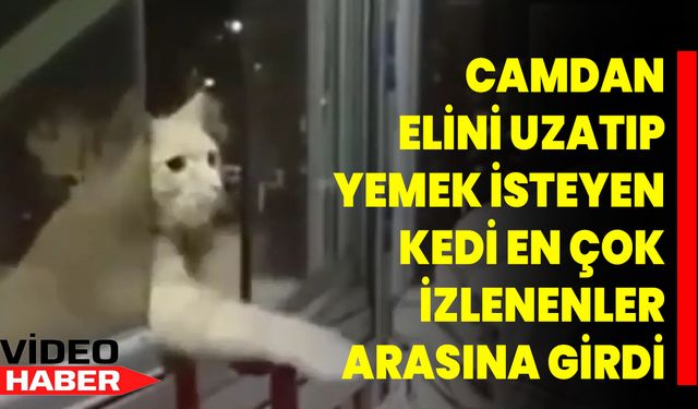 Camdan elini uzatıp yemek isteyen kedi en çok izlenenler arasına girdi