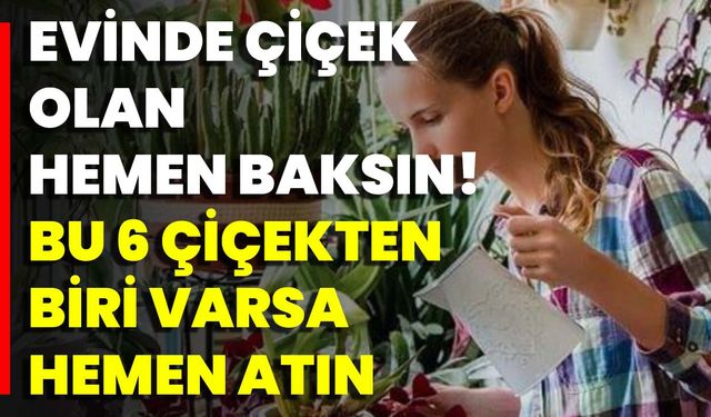 Evinde Çiçek Olan Hemen Baksın! Bu 6 Çiçekten Biri Varsa Hemen Atın