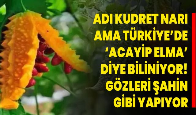 Adı kudret narı ama Türkiye’de ‘acayip elma’ diye biliniyor! Gözleri şahin gibi yapıyor