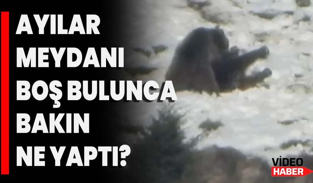 Ayılar Meydanı Boş Bulunca Bakın Ne Yaptı?