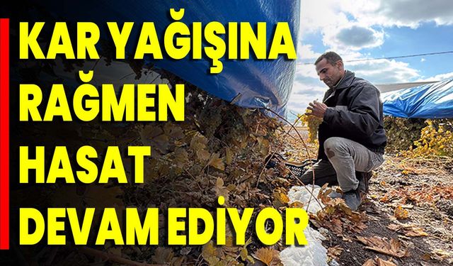 Kar Yağışına Rağmen Hasat Devam Ediyor