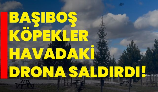 Başıboş köpekler havadaki drona saldırdı!