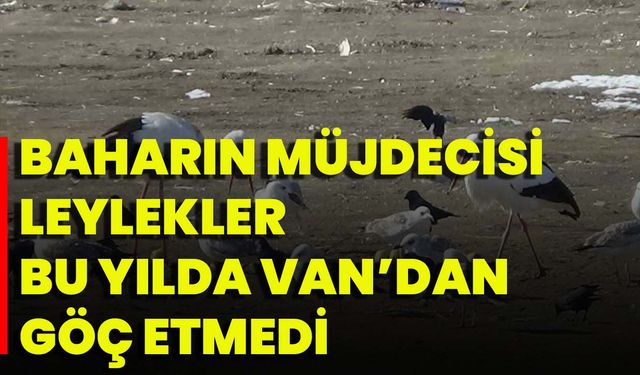 Baharın Müjdecisi Leylekler Bu Yılda Van’dan Göç Etmedi