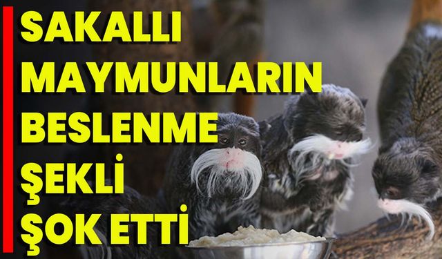 Sakallı Maymunların Beslenme Şekli Şok Etti