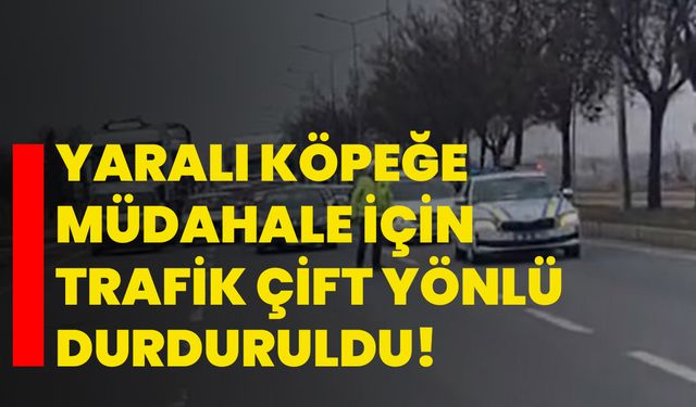 Yaralı köpeğe müdahale için trafik çift yönlü durduruldu!