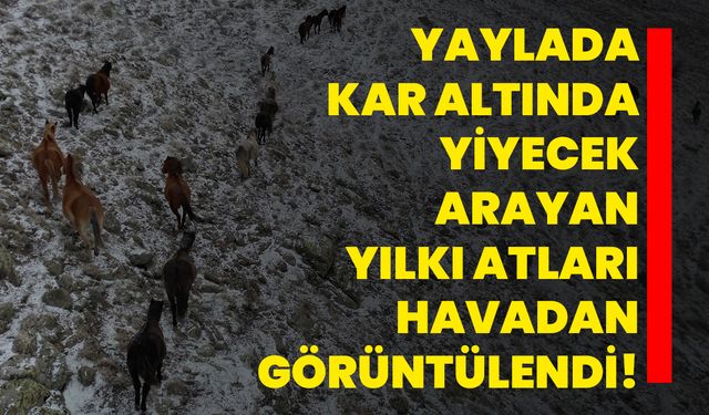 Yaylada kar altında yiyecek arayan yılkı atları havadan görüntülendi!