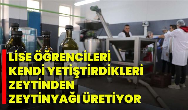 Lise Öğrencileri Kendi Yetiştirdikleri Zeytinden Zeytinyağı Üretiyor