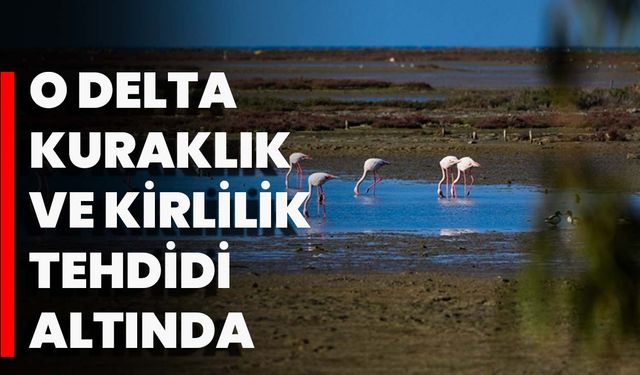 O Delta Kuraklık Ve Kirlilik Tehdidi Altında