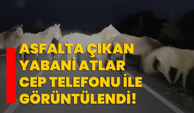 Asfalta çıkan yabani atlar cep telefonu ile görüntülendi!