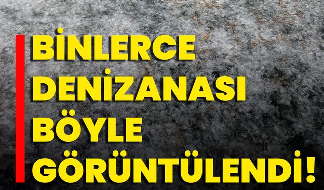 Binlerce Denizanası Böyle Görüntülendi!