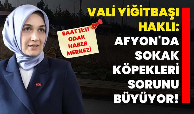 Vali Yiğitbaşı haklı: Afyon'da sokak köpekleri sorunu büyüyor!