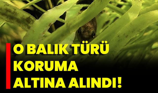 O Balık Türü Koruma Altına Alındı!