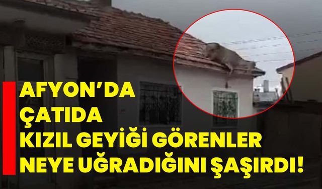 Afyon’da çatıda kızıl geyiği görenler neye uğradığını şaşırdı!