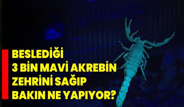 Beslediği 3 Bin Mavi Akrebin Zehrini Sağıp Bakın Ne Yapıyor?