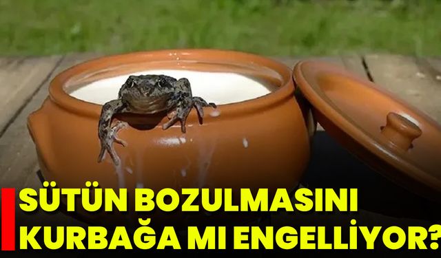 Sütün Bozulmasını Kurbağa Mı Engelliyor?