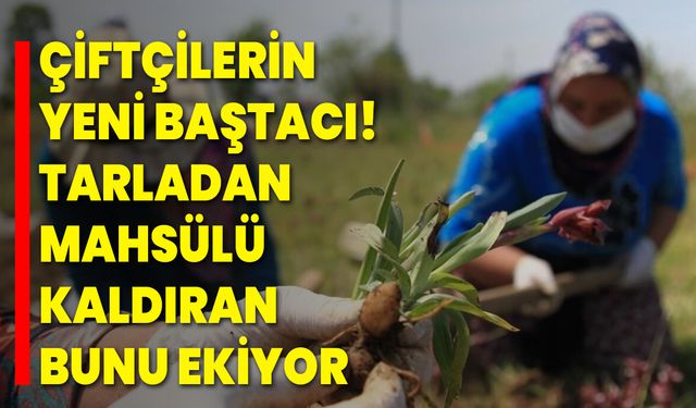 Çiftçilerin Yeni Baştacı! Tarladan Mahsülü Kaldıran Bunu Ekiyor