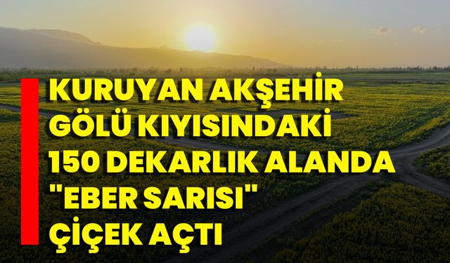 Kuruyan Akşehir Gölü Kıyısındaki 150 Dekarlık Alanda "Eber Sarısı" Çiçek Açtı