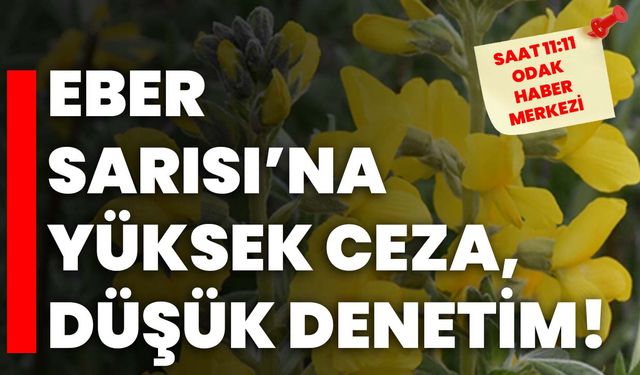 Eber Sarısı’na yüksek ceza, düşük denetim!