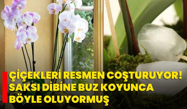 Çiçekleri Resmen Coşturuyor! Saksı Dibine Buz Koyunca Böyle Oluyormuş