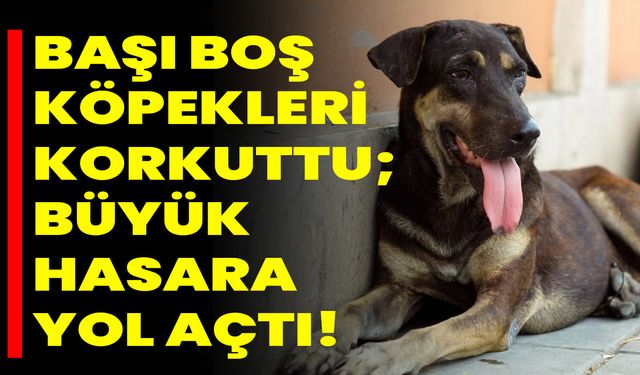 Başı Boş Köpekleri Korkuttu; Büyük Hasara Yol Açtı
