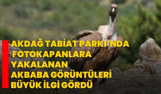 Akdağ Tabiat Parkı’nda fotokapanlara yakalanan akbaba görüntüleri büyük ilgi gördü