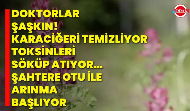 Doktorlar Şaşkın! Karaciğeri Temizliyor, Toksinleri Söküp Atıyor… Şahtere Otu ile Arınma Başlıyor
