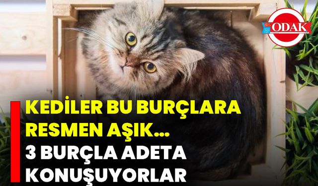 Kediler Bu Burçlara Resmen Aşık… 3 Burçla Adeta Konuşuyorlar