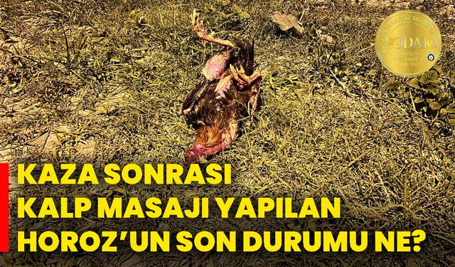 Kaza sonrası kalp masajı yapılan horoz’un son durumu ne?