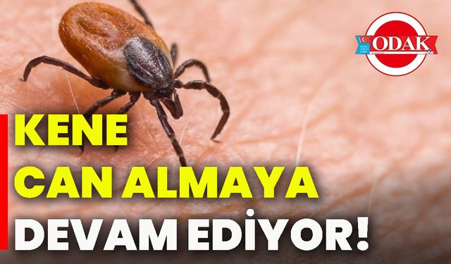 Kene can almaya devam ediyor!